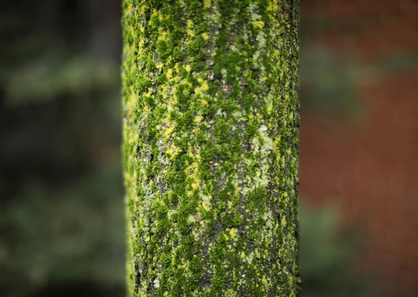 Grøn Mos Træet - Stock-foto