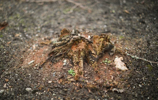 Detailní Záběr Mrtvého Stromu Lese — Stock fotografie
