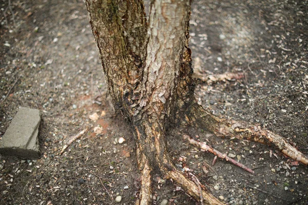 森林里的老树桩 — 图库照片