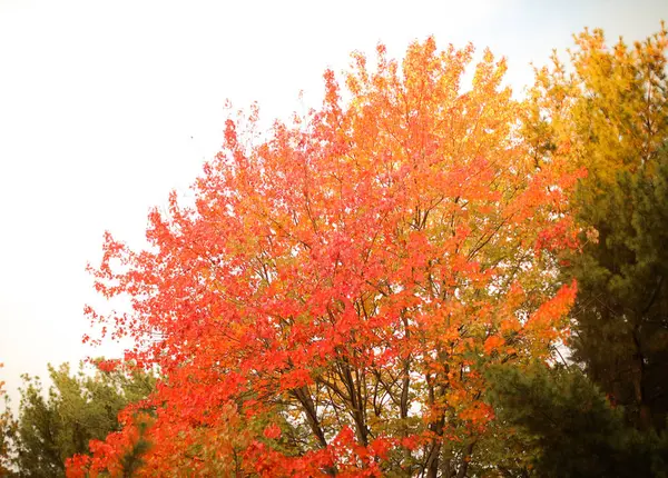 Осіннє Листя Осінній Сезон Флора — стокове фото