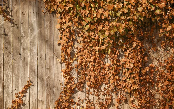 Herbstblätter Auf Altem Holzgrund — Stockfoto