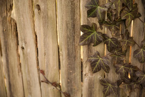 Старый Деревянный Забор Зеленым Фоном — стоковое фото