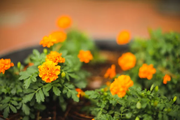 Oranje Marigold Bloem Tuin — Stockfoto