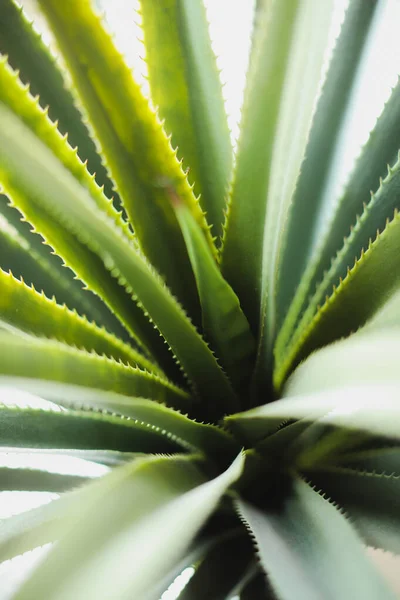 Green Plant Sharp Shadow White Background — Stockfoto