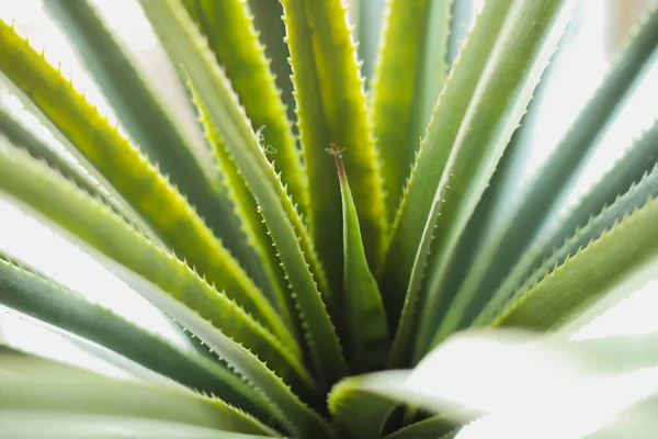 白い背景に影のある緑の植物 — ストック写真
