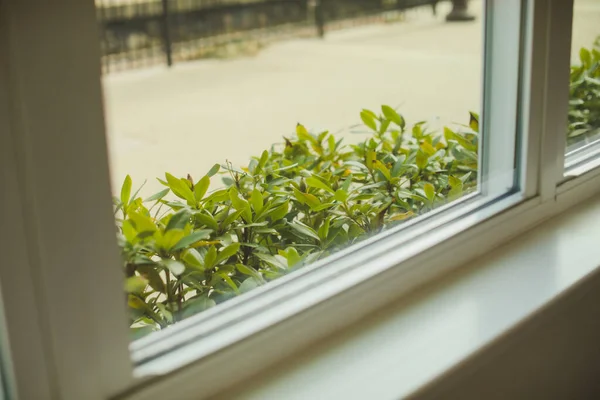Pencerede Yeşil Bitki — Stok fotoğraf
