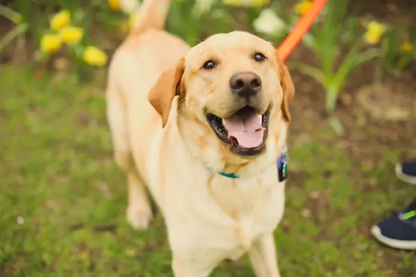 Golden Retriever Köpeği Çimlerin Üzerinde — Stok fotoğraf