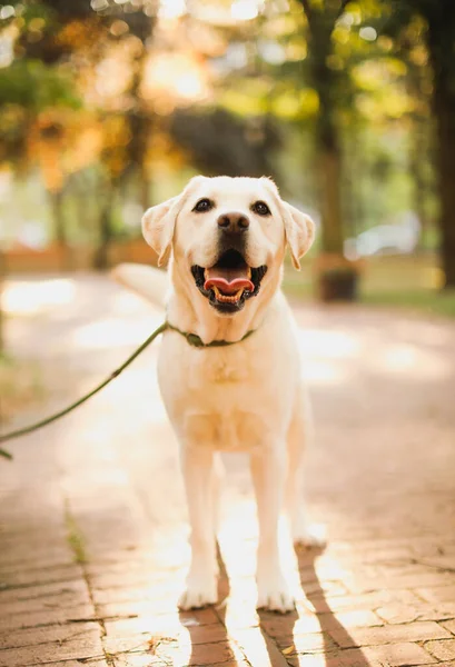 Λαμπραντόρ Ριτρίβερ Σκύλος Στο Πάρκο — Φωτογραφία Αρχείου