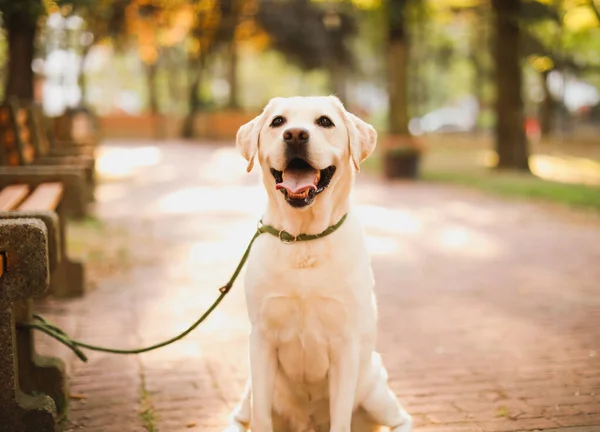 Pies Labrador Retriever Parku — Zdjęcie stockowe