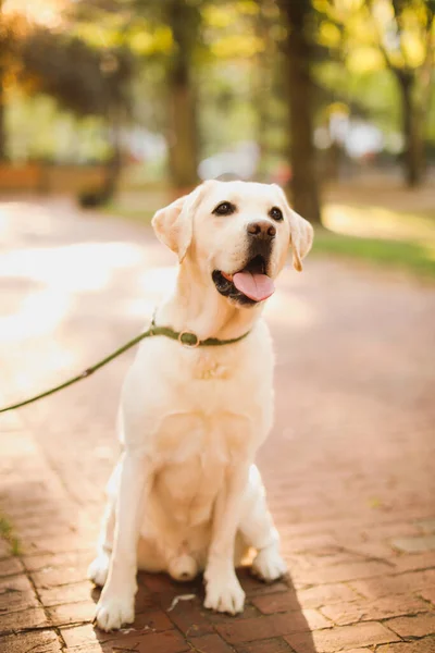 Χρυσό Σκυλί Retriever Στο Δρόμο — Φωτογραφία Αρχείου