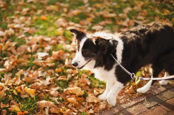Hund Herbstpark — Stockfoto
