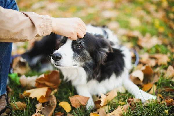 Χαριτωμένο Μικρό Αγόρι Σκύλο Στο Πάρκο Φθινόπωρο — Φωτογραφία Αρχείου