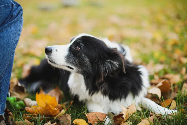 Sonbahar Ormanında Sarı Bir Köpeğiyle — Stok fotoğraf