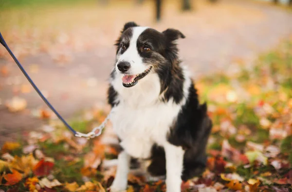 Pies Kijem Tle Jesiennych Liści — Zdjęcie stockowe