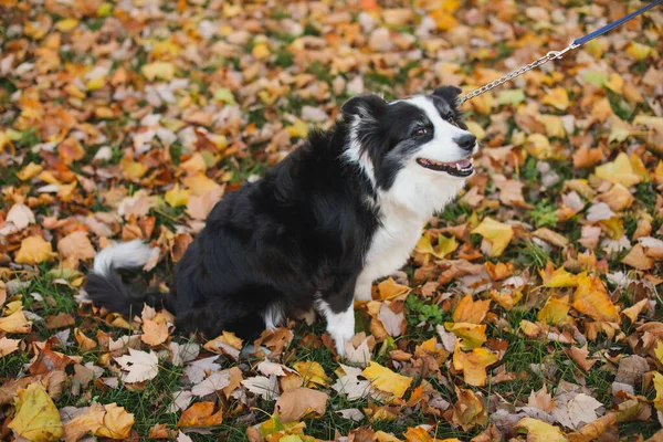 Σκύλος Φθινοπωρινά Φύλλα Στο Έδαφος — Φωτογραφία Αρχείου