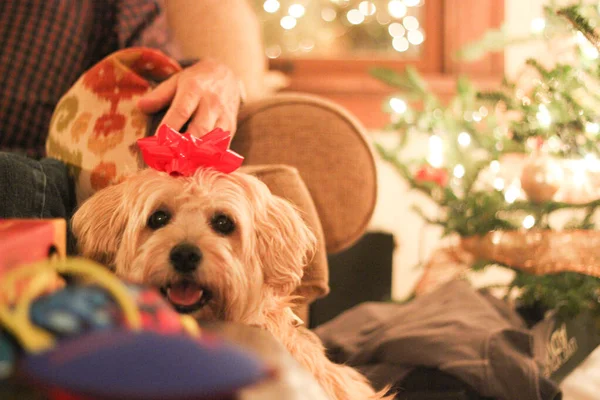 Σκύλος Χριστουγεννιάτικη Διακόσμηση Στο Φόντο Του Τζακιού — Φωτογραφία Αρχείου