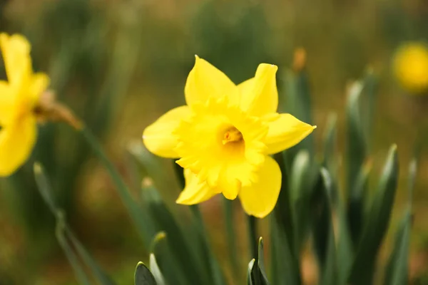 Narcisos Amarillos Jardín —  Fotos de Stock