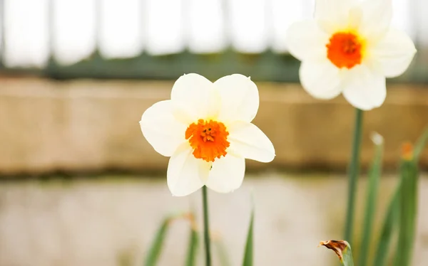 Красивые Белые Нарциссы Саду — стоковое фото
