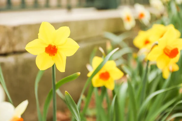 Narcisos Amarillos Jardín —  Fotos de Stock