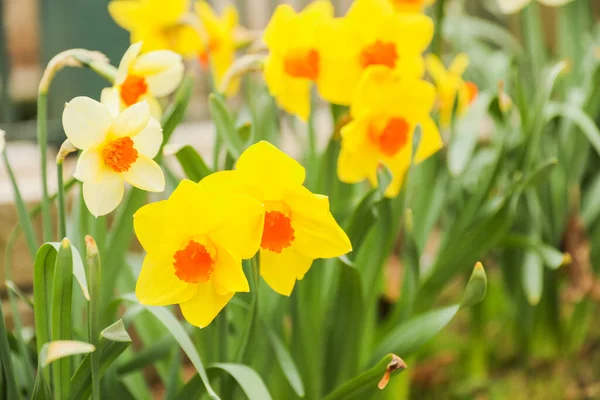 Tulipán Amarillo Jardín —  Fotos de Stock
