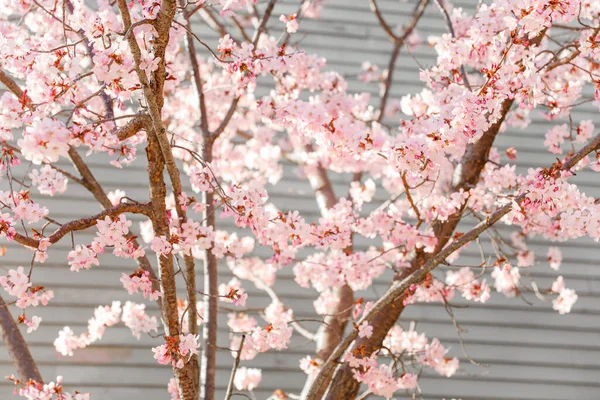 写真の木から咲く春の花は 生命の更新 美しさを象徴しています 彼らは希望 新しい始まりを表しています — ストック写真