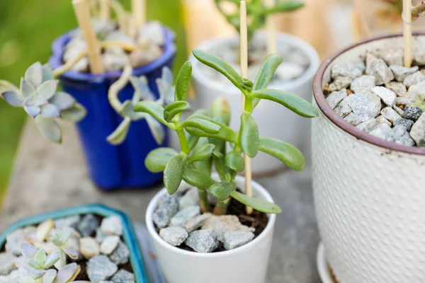 Levande Jade Och Ghost Växter Symboliserar Nytt Liv Och Tillväxt — Stockfoto