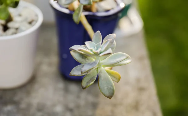 Vibrante Jade Ghost Plantas Simbolizando Nova Vida Crescimento Durante Primavera — Fotografia de Stock