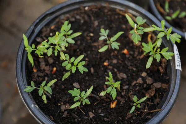 Lebendige Jade Und Geisterpflanzen Die Frühling Neues Leben Und Wachstum — Stockfoto
