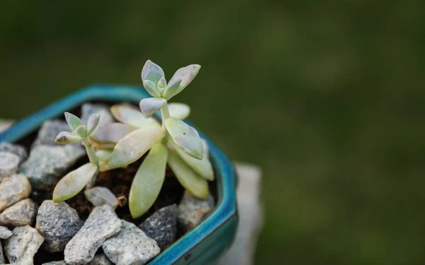 Vibrant Jade Ghost Plants Symbolizing New Life Growth Spring Lush — Stock Photo, Image