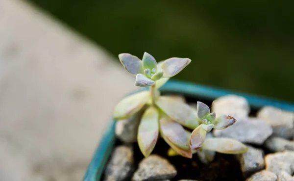 Lebendige Jade Und Geisterpflanzen Die Frühling Neues Leben Und Wachstum — Stockfoto