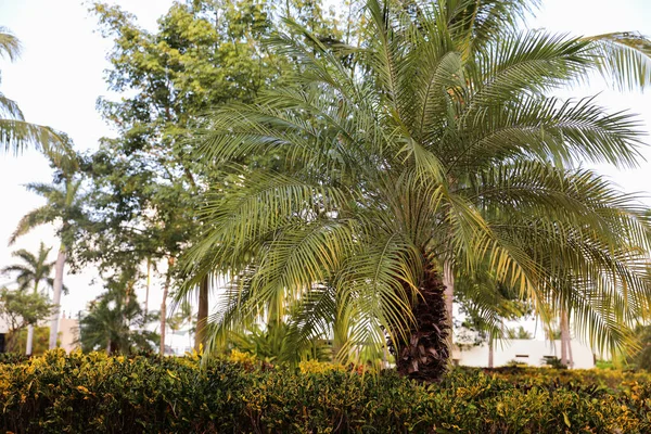 Пишний Тропічний Ліс Рясніє Зеленим Листям Яскравими Квітами Екзотичними Рослинами — стокове фото