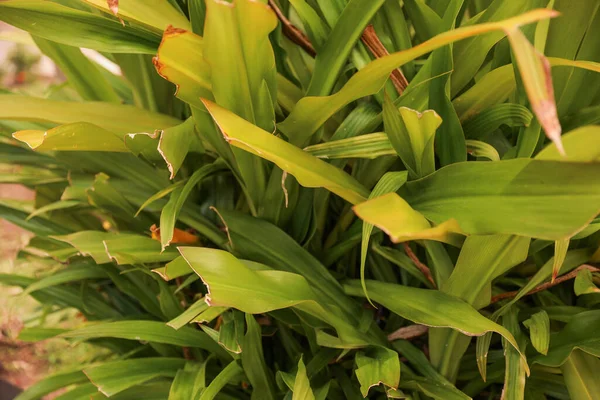 Een Weelderig Tropisch Bos Vol Groen Gebladerte Levendige Bloemen Exotische — Stockfoto
