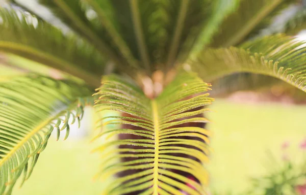 Een Weelderig Tropisch Bos Vol Groen Gebladerte Levendige Bloemen Exotische — Stockfoto