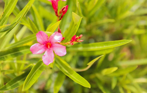 Egy Buja Trópusi Erdő Tele Zöld Lombozattal Élénk Virágokkal Egzotikus — Stock Fotó