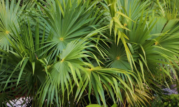 緑の葉 鮮やかな花 エキゾチックな植物でいっぱいの緑豊かな熱帯林 自然との調和の象徴 豊かな環境は栄養を提供します — ストック写真