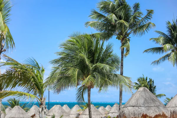 Die Tropischen Palmen Symbolisieren Entspannung Und Paradies Und Stellen Einen — Stockfoto