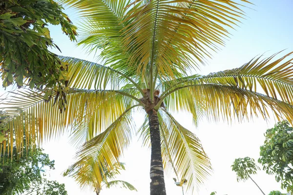 Символіка Релаксу Раю Тропічні Пальми Символізують Стан Душі Відпустці Вони — стокове фото