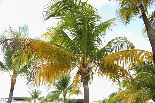 Simboliche Relax Paradiso Palme Tropicali Rappresentano Uno Stato Animo Vacanziero — Foto Stock