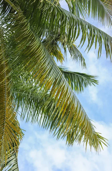 Символіка Релаксу Раю Тропічні Пальми Символізують Стан Душі Відпустці Вони — стокове фото