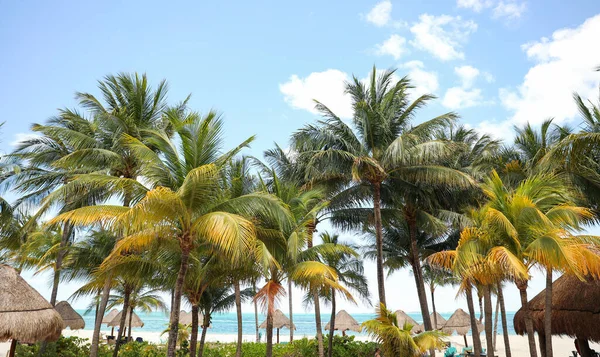 Die Tropischen Palmen Symbolisieren Entspannung Und Paradies Und Stellen Einen — Stockfoto