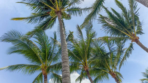 Simboliche Relax Paradiso Palme Tropicali Rappresentano Uno Stato Animo Vacanziero — Foto Stock