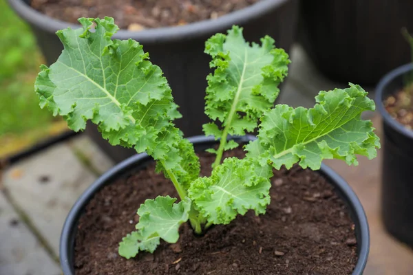 Vibrant Kale Leaves Symbolizing Health Nutrition Kale Superfood Rich Vitamins — Stock Photo, Image