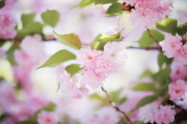 桜は春 そしてつかの間の美しさの象徴です 彼らは私たちに人生の無常とすべての瞬間を大切にすることの重要性を思い出させます 繊細な花弁と鮮やかな色彩 — ストック写真