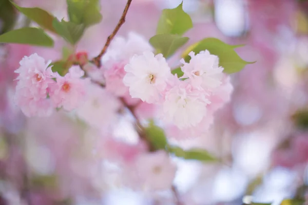 桜は春 そしてつかの間の美しさの象徴です 彼らは私たちに人生の無常とすべての瞬間を大切にすることの重要性を思い出させます 繊細な花弁と鮮やかな色彩 — ストック写真
