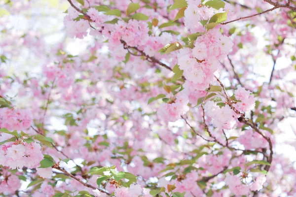 Цветение Сакуры Символ Весны Обновления Мимолетной Красоты Напоминают Нам Непостоянстве — стоковое фото