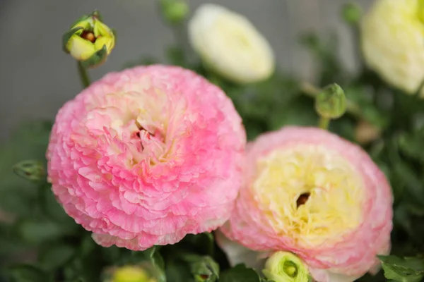 Ranunculus Simboliza Encanto Belleza Resplandor Son Populares Por Sus Colores —  Fotos de Stock