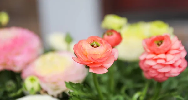Ranunculus Simboliza Encanto Belleza Resplandor Son Populares Por Sus Colores —  Fotos de Stock