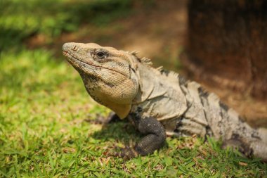 Karayipler 'deki vahşi doğada iguana doğanın güzelliğini ve çeşitliliğini ve doğal habitatları koruma ve korumanın önemini sembolize eder.