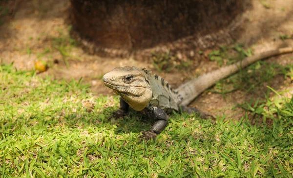 Iguana Wild Caribbean Symbolizes Beauty Diversity Nature Importance Preserving Protecting — Stock Photo, Image