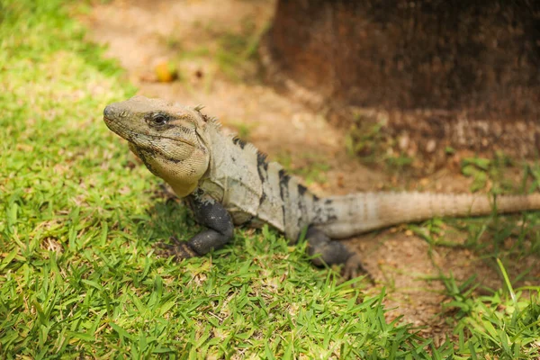 Iguana Natureza Caribe Simboliza Beleza Diversidade Natureza Importância Preservar Proteger — Fotografia de Stock